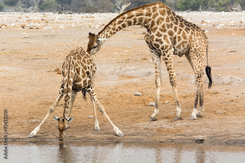 Photography Giraffe cow and bull at waterhole