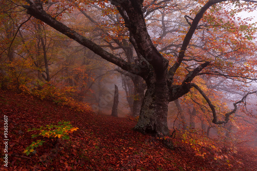 Beech forest in autumn mist.