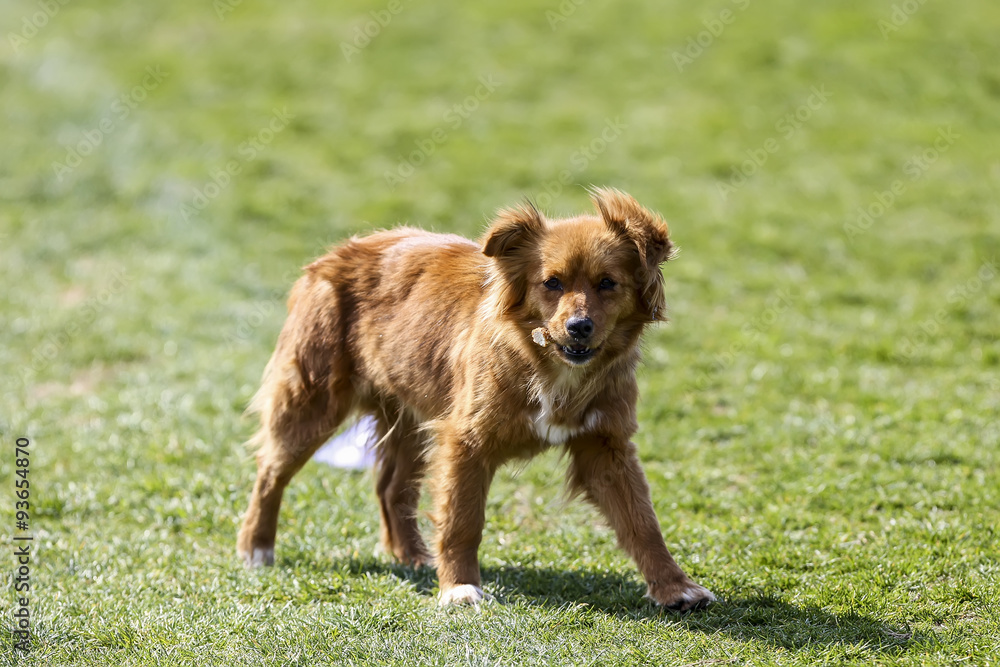 Cute little brown dog in a green field