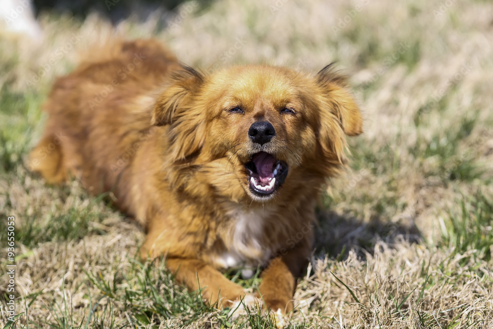 Cute little brown dog in a green field Cute little brown dog in a green field