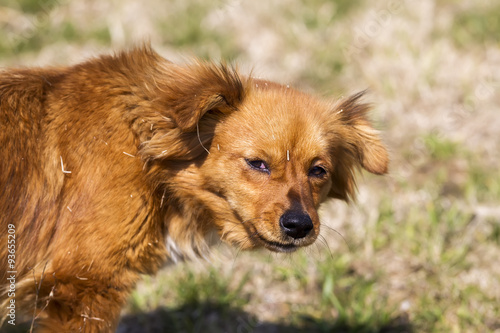 Cute little brown dog in a green field