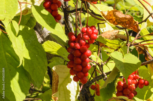 Brush fruit Schizandra . Far Eastern taiga. Spurs Sikhote - Alin .