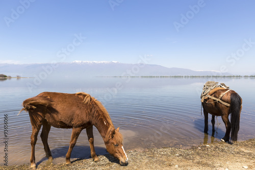  Horses drinking water in front of a lake.