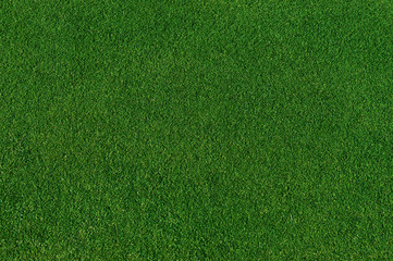 real green grass background