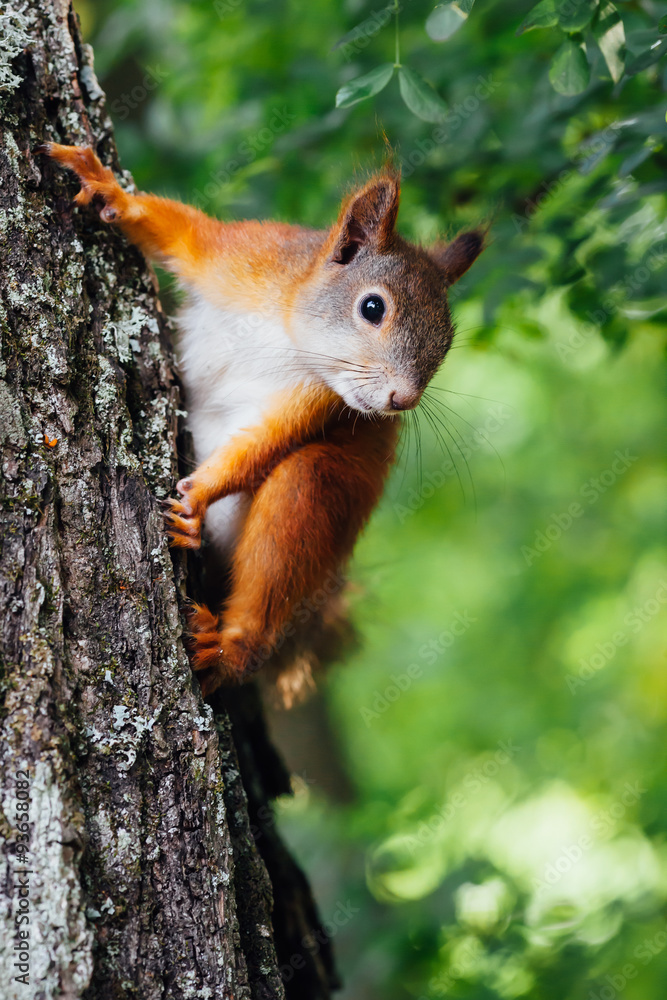 squirrel on a tree, green bokeh background squirrel on a tree, green bokeh background