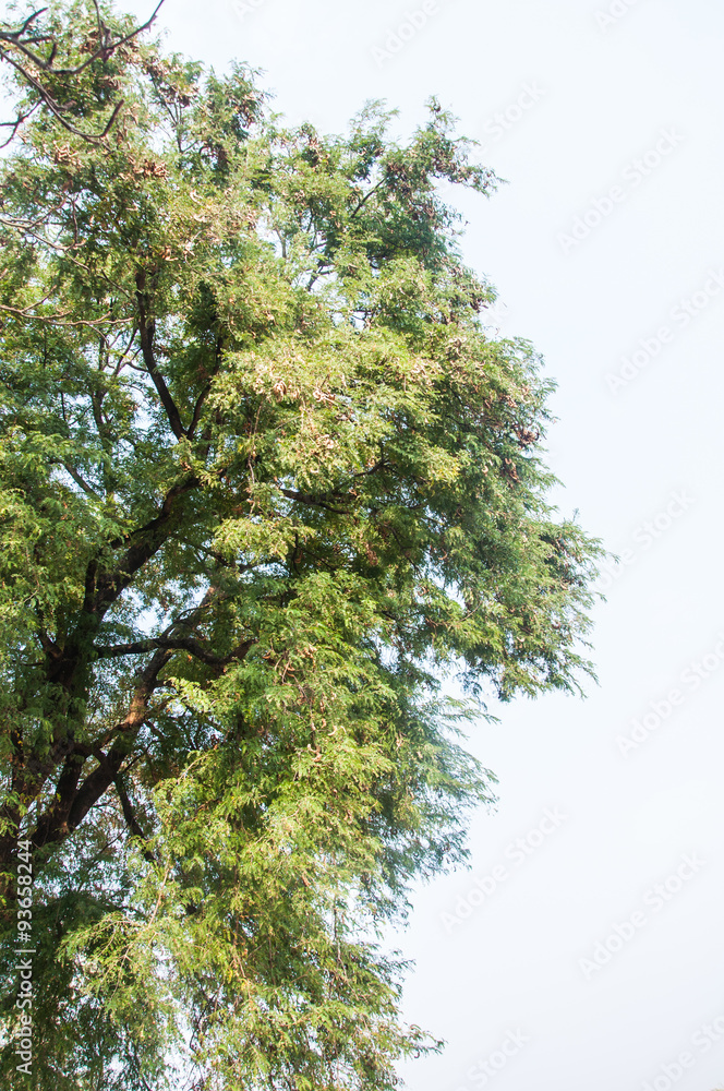 Fototapeta premium old big tree on color background with blue sky