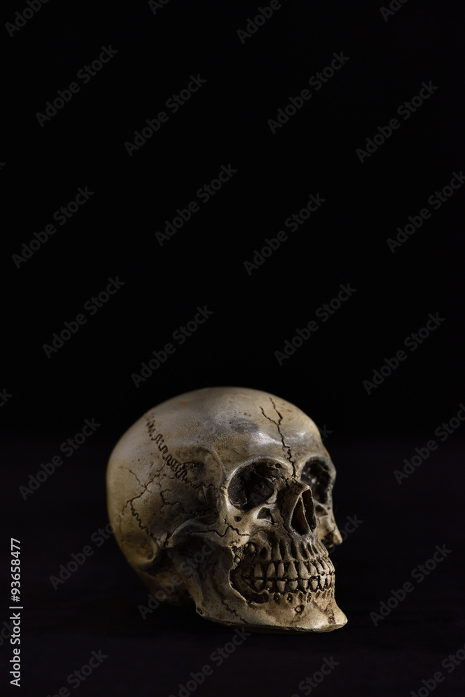 Skull on dark in spot light (Low key) Skull on dark in spot light (Low key)