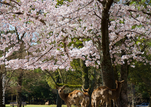 奈良公園と鹿