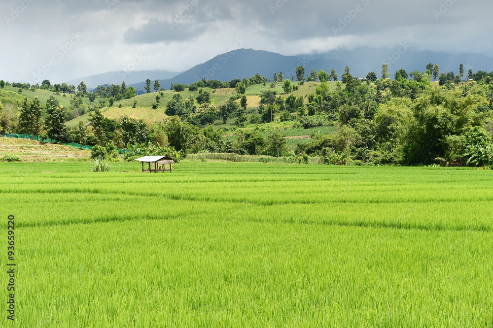 Fototapeta premium Rice field with mountain background under sky with cloud