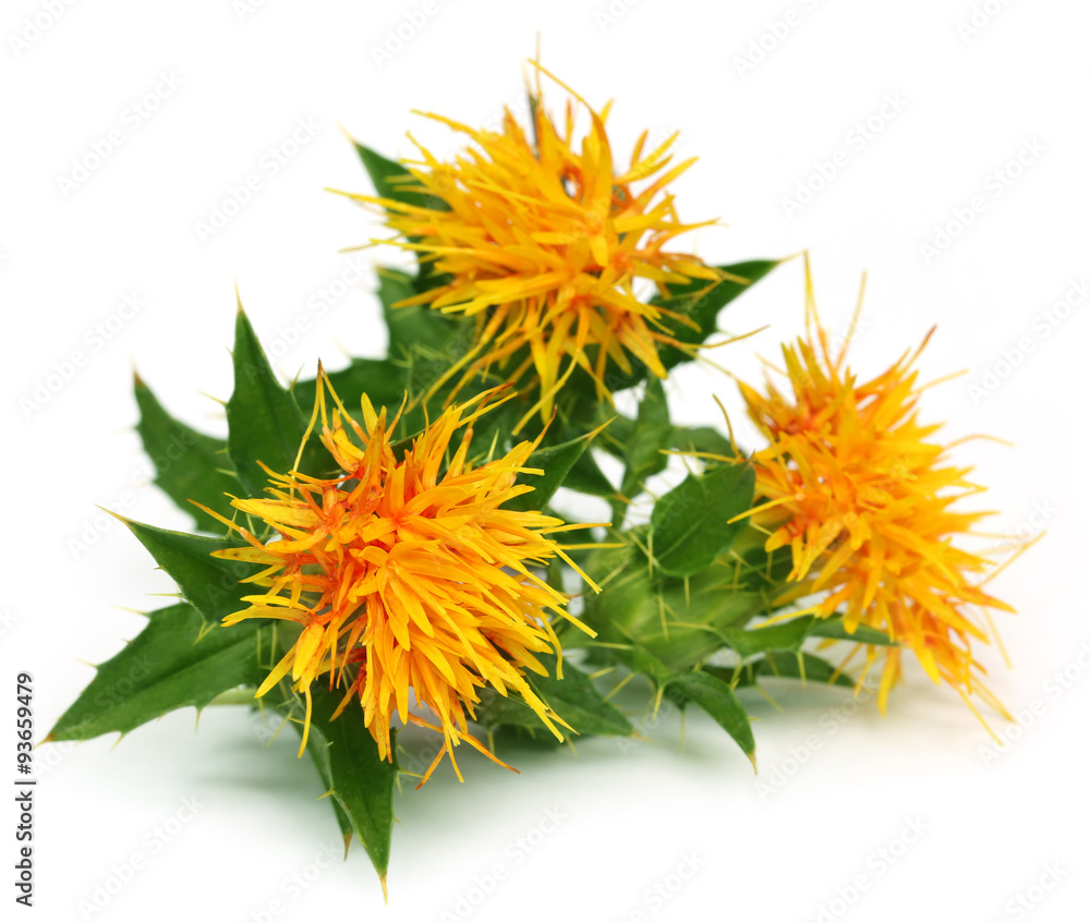Close up of safflowers Close up of safflowers