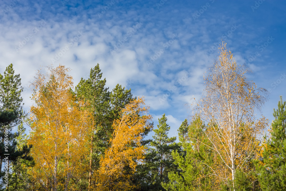 Осенний лес на фоне неба. Россия,Сибирь,Новосибирская область