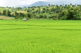 Rice field with mountain background under sky with cloud