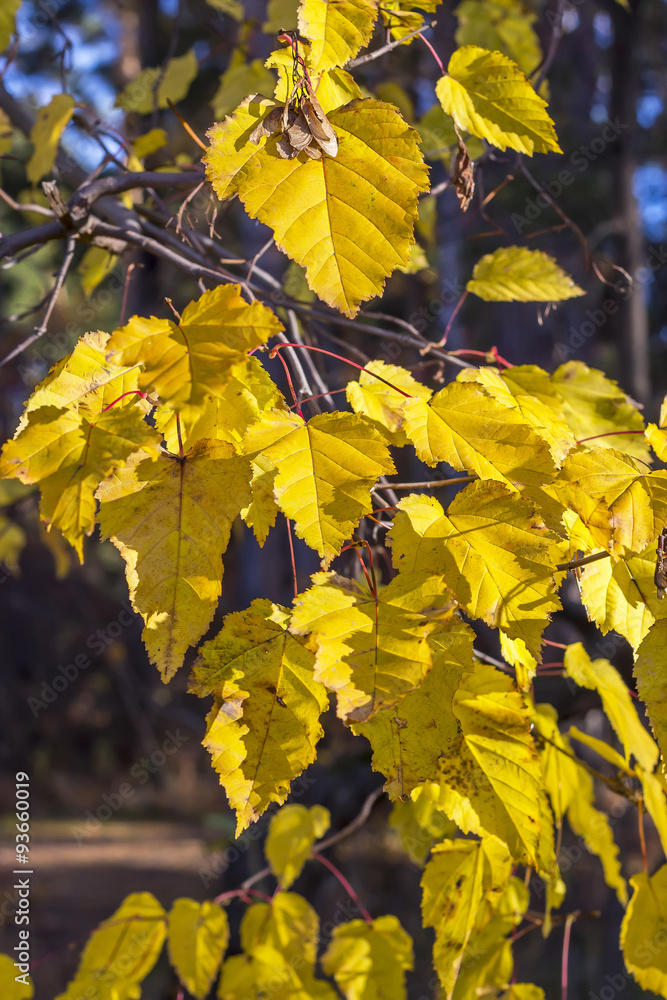 Obraz premium Клён татарский,Черноклён,Неклён (Acer tataricum). Осенняя ветка с жёлтыми листьями