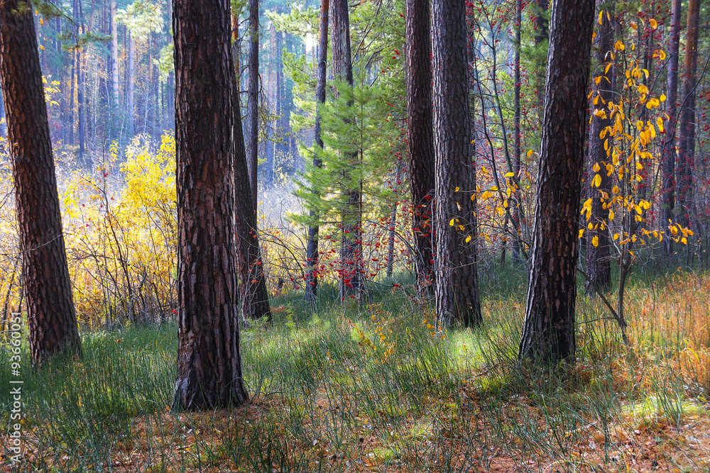 Obraz premium Осень в сосновом бору. Россия,Сибирь,Новосибирская область