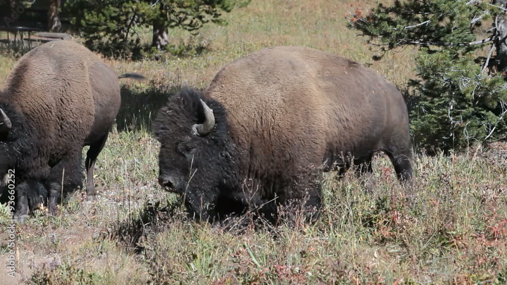 Bison two in Yellowstone National Park Wyoming P HD 2442 Bison two in Yellowstone National Park Wyoming P HD 2442