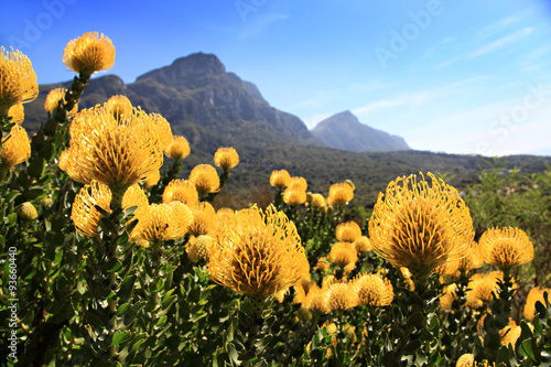 Yellow and red pincushion, proteas, Cape Town.