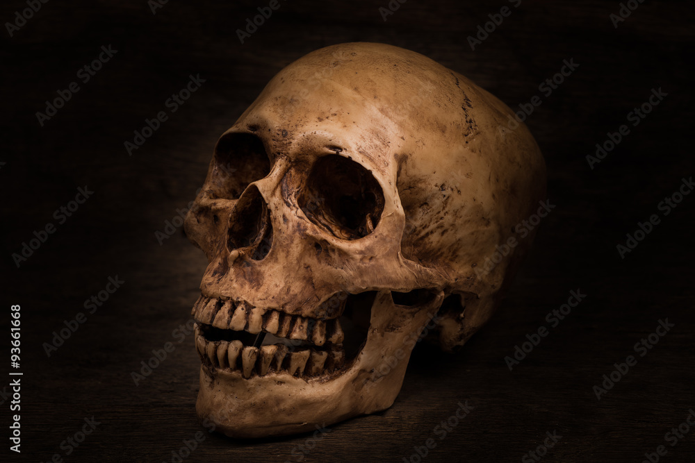 Human skull Human skull