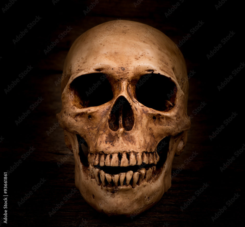 Human skull Human skull