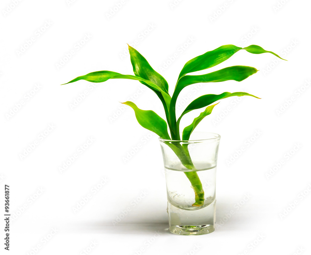 Dracaena braunii plants in flower glass on white background Dracaena braunii plants in flower glass on white background