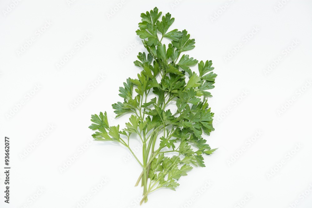 パセリ白バックイタリアンパセリハーブ香草野菜 パセリ白バックイタリアンパセリハーブ香草野菜