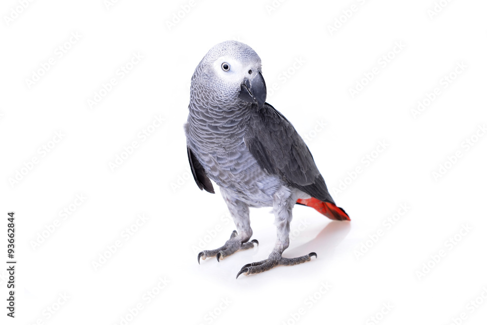 Fototapeta premium african gray parrot