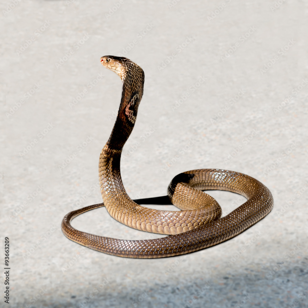 Fototapeta premium Cobra on the floor