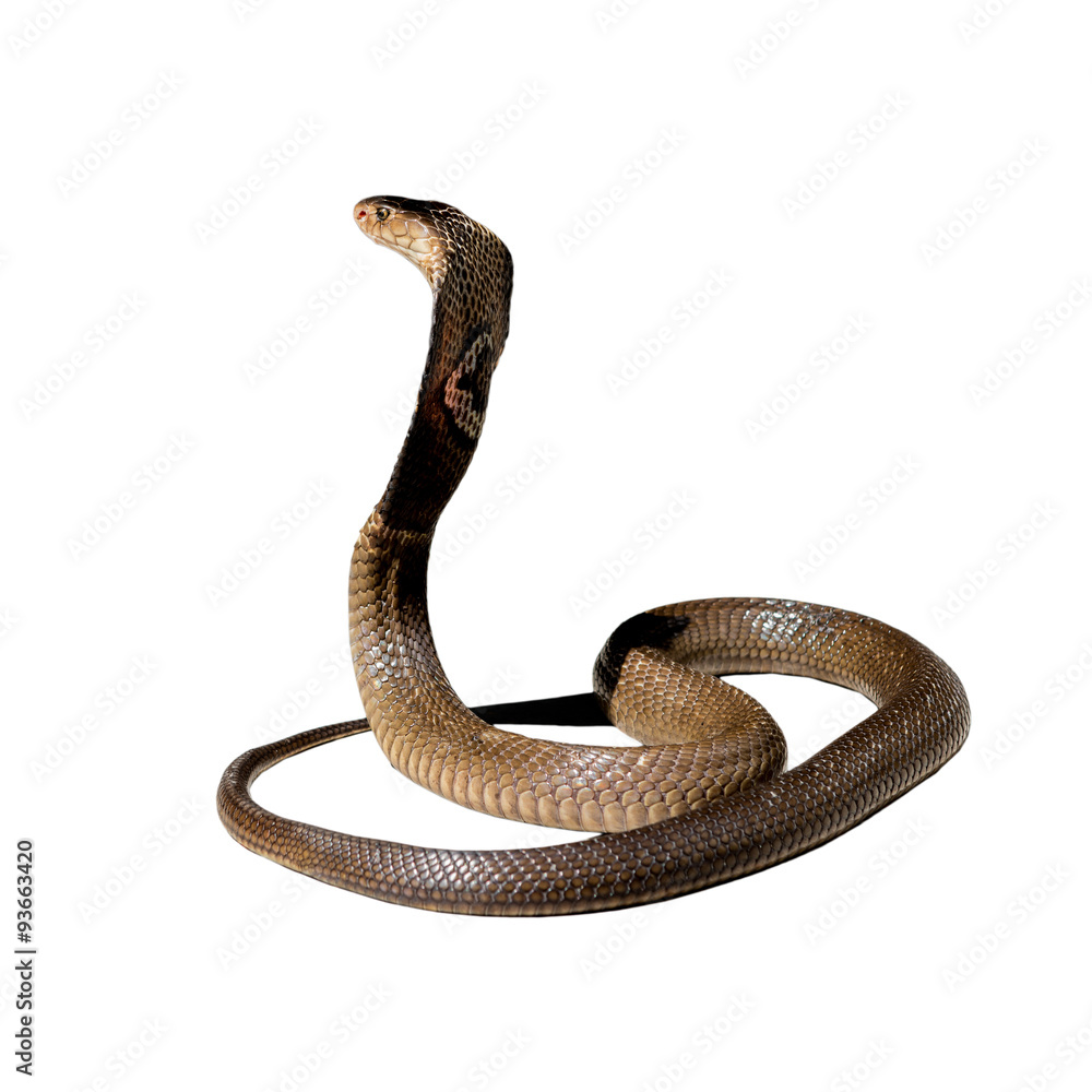 Fototapeta premium King cobra