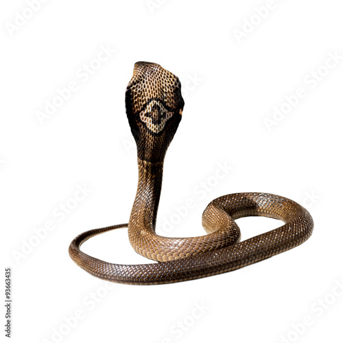 King cobra