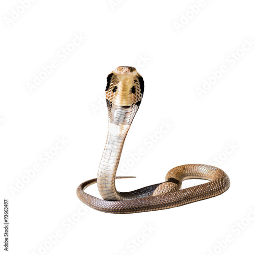 King cobra