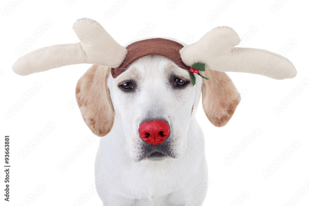 Dog dressed as sales reindeer