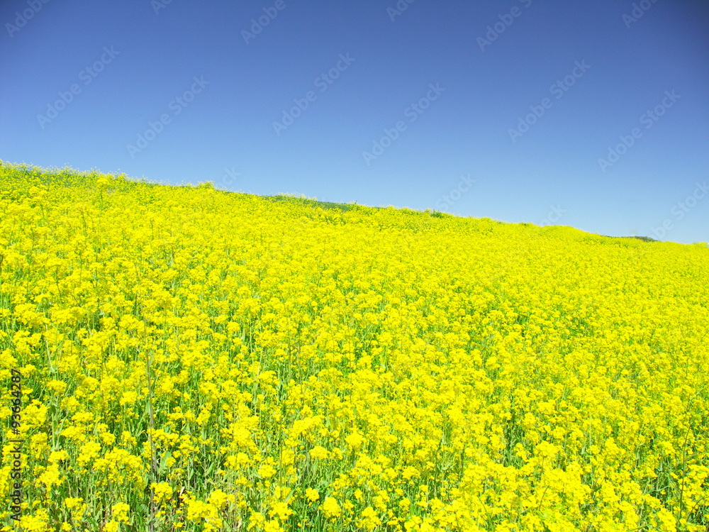 Obraz premium 春の江戸川土手に咲く満開の菜の花と青空風景