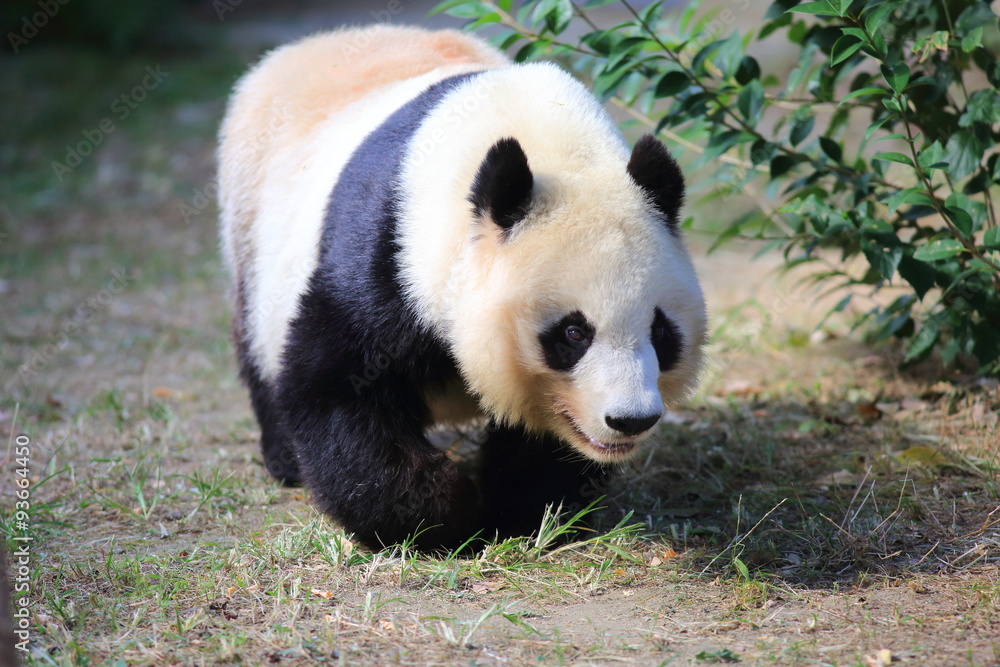 Obraz premium Giant panda (Ailuropoda melanoleuca)