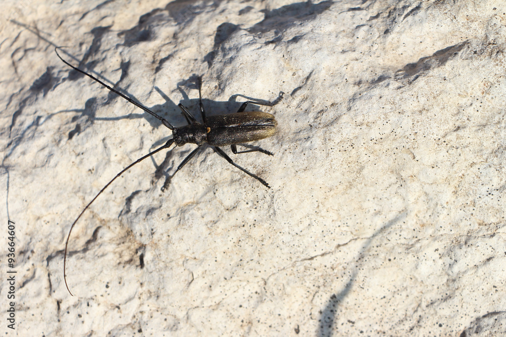 Вeetle
of Cerambycidae on a stone outdoors
Вeetle
of Cerambycidae on a stone outdoors