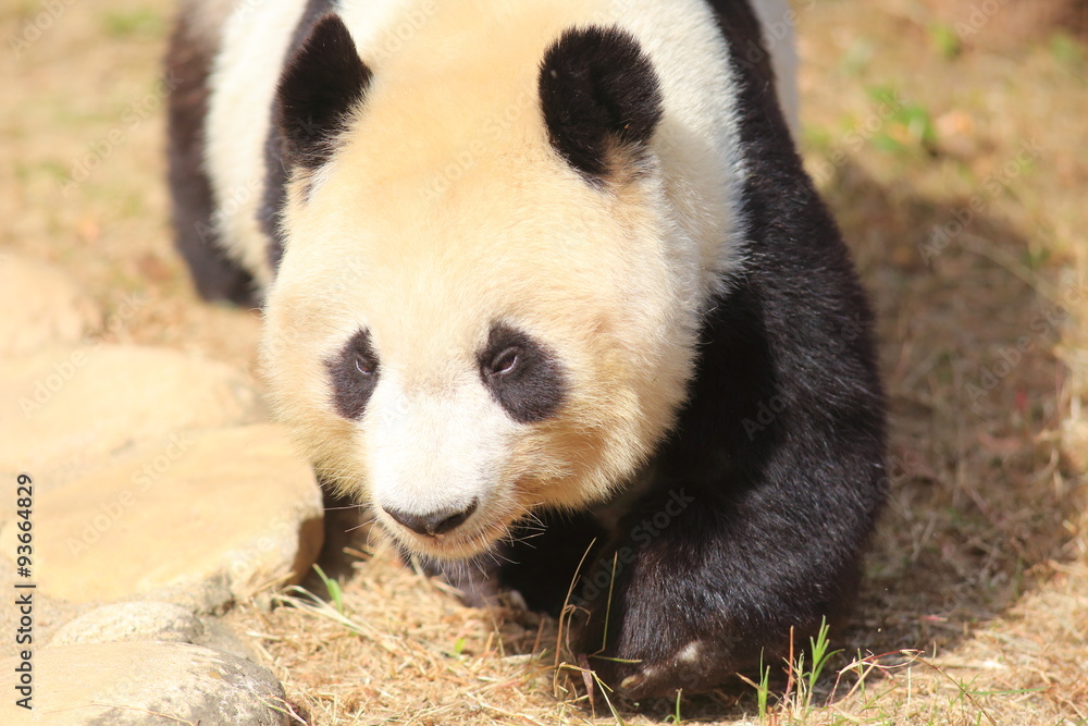 Fototapeta premium Giant panda (Ailuropoda melanoleuca)