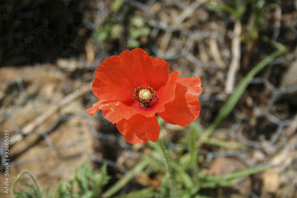 Detail of red poppy flower in garden. Detail of red poppy flower in garden.