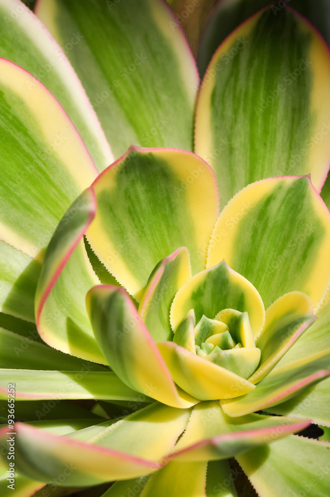 Echeveria Leaves Variegated 1 Echeveria Leaves Variegated 1