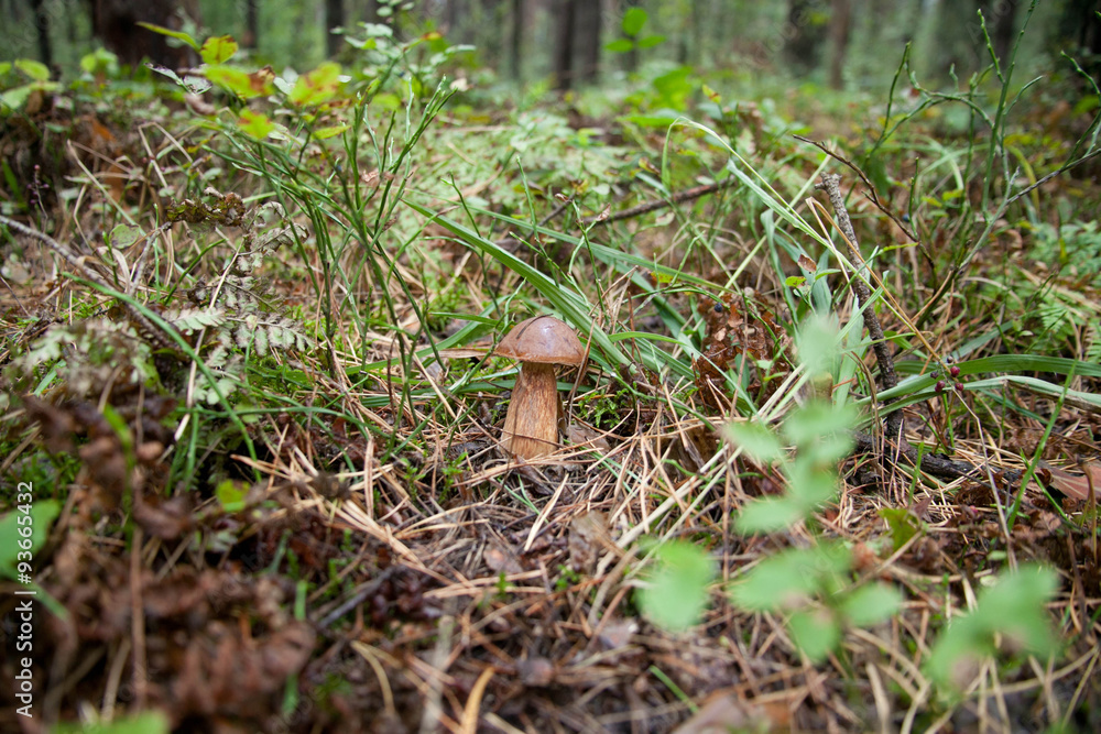 Fototapeta premium mushroom in the forest