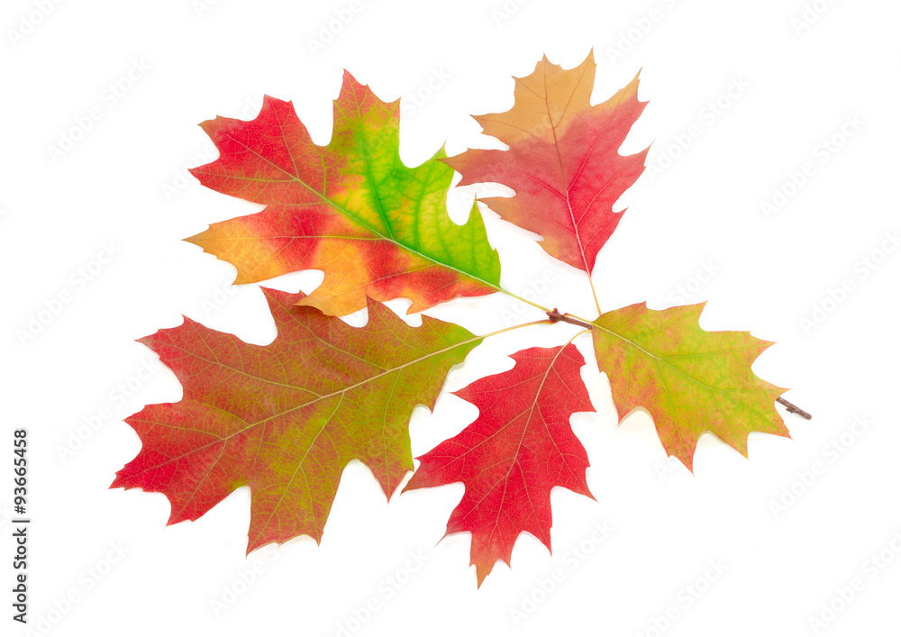 Branch of autumn red oak on a light background Branch of autumn red oak on a light background
