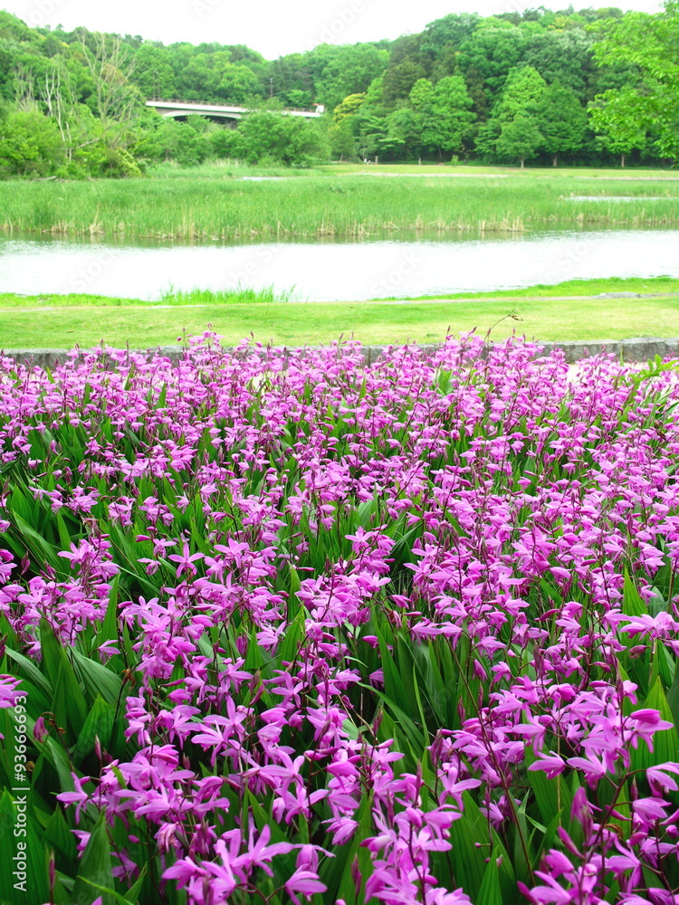 知らんの花咲く公園風景