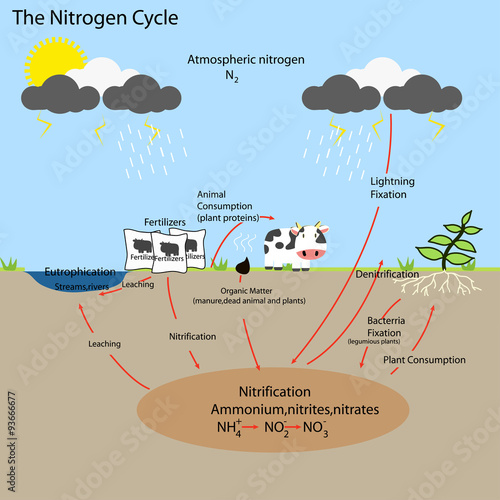 The Nitrogen Cycle