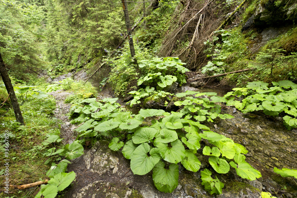 Creek in the Wilderness of Slovakia Mountains Low Tatras Creek in the Wilderness of Slovakia Mountains Low Tatras
