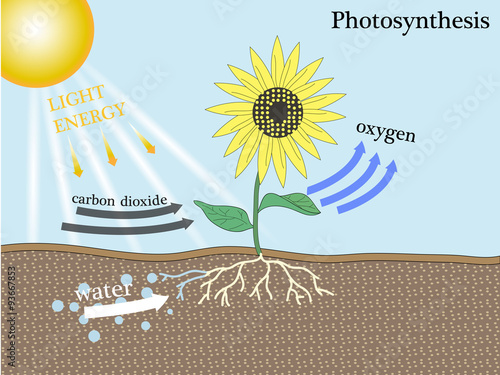 photosynthesis
