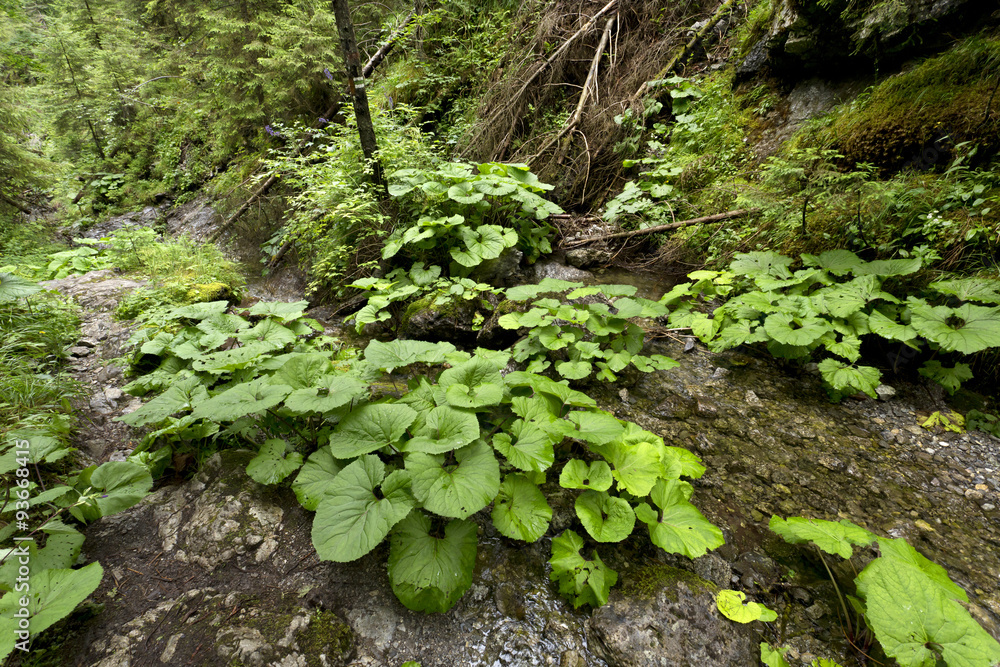 Fototapeta premium Creek in the Wilderness of Slovakia Mountains Low Tatras