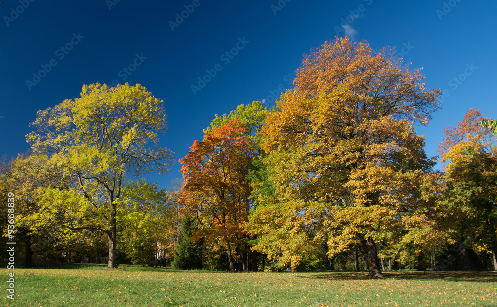 Naklejka premium Autumn colorful landscape in the Catherine park in Pushkin (Tsarskoe Selo), St.Petersburg, Russia. 