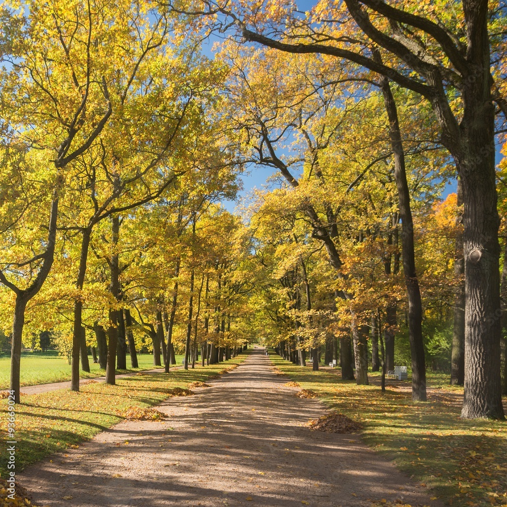 Autumn yellow trees in the Catherine Park, Pushkin (Tsarskoe Selo), Russia.