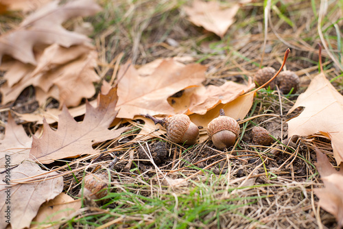 Acorns is at the fallen leaves from the trees