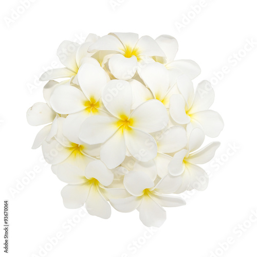 White plumeria flower decorated on white background
