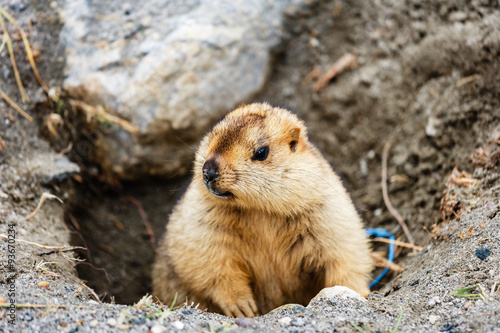 Marmot