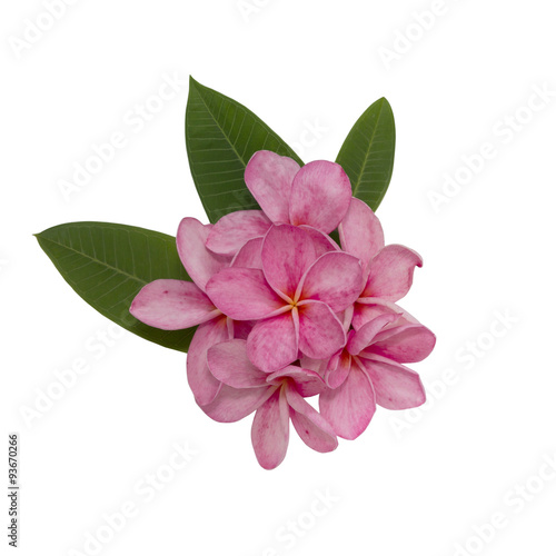 Pink plumeria flower decorated on white background