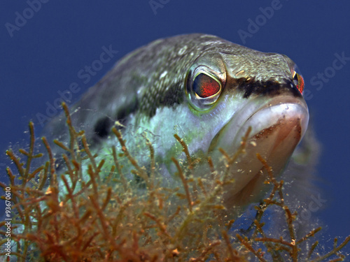 Obraz na płótnie Comber fish, Sägebarsch 